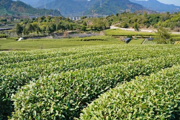 “中国绿茶集散地”茶经济观察③ ｜一片叶子的“诗和远方”